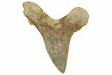 Serrated Sokolovi (Auriculatus) Shark Tooth - Dakhla, Morocco #321864-1